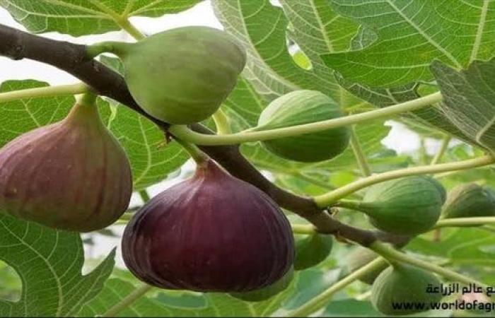 الزراعة تصدر نشرة بالتوصيات الفنية لمزارعي محصول التين خلال شهر مايو