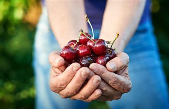 فوائد الكرز.. وتحذيرات من تجاوز الكمية اليومية